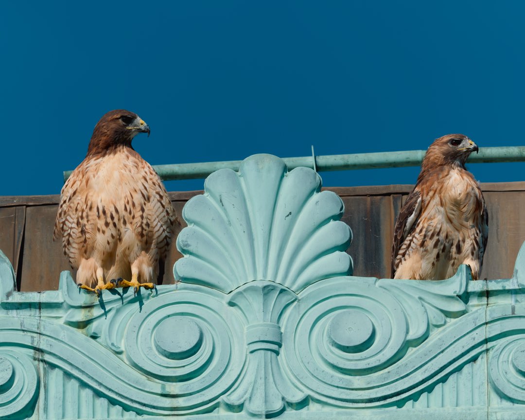 BagelsAndWalks's tweet photo. Two Red-tailed Hawks (and the pigeons) on the roof of the New-York Historical Society. 

Central Park West, New York City
#birdcpp https://t.co/odCtVGrFVq