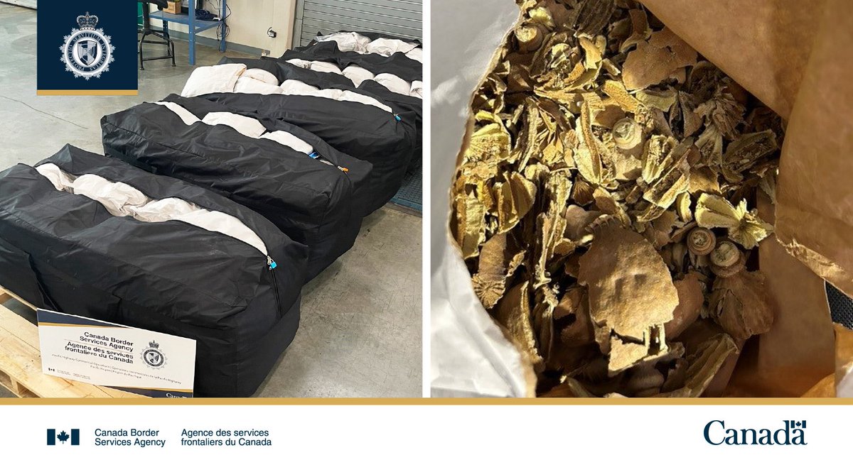 401_da_sarpanch's tweet photo. #BORDER: CBSA Officers Seized Over 213 KG of Suspected Doda Opioid in 5 Duffel Bags, Hidden in a Commercial Truck at📍Pacific Highway Commercial Port of Entry in Surrey, BC.🇨🇦🇺🇸