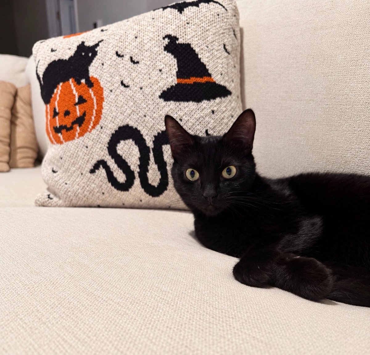 OldMerisBack's tweet photo. 👑Blair’s season 
           🐈‍⬛🐈‍⬛🐈‍⬛ https://t.co/2njJv68PBT