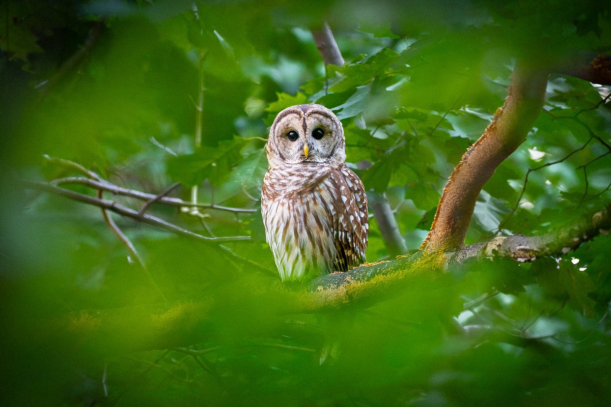 davidlei's tweet photo. Bramble the Central Park barred owl last month. Took a while to find an opening in the foliage to get a clear look but it was worth it!

Almost 900 people have signed the @theanimalvoters petition to curtail rodenticides in the city. You can find a link to it in my bio!

#birdcpp https://t.co/TWjm1ZYukK