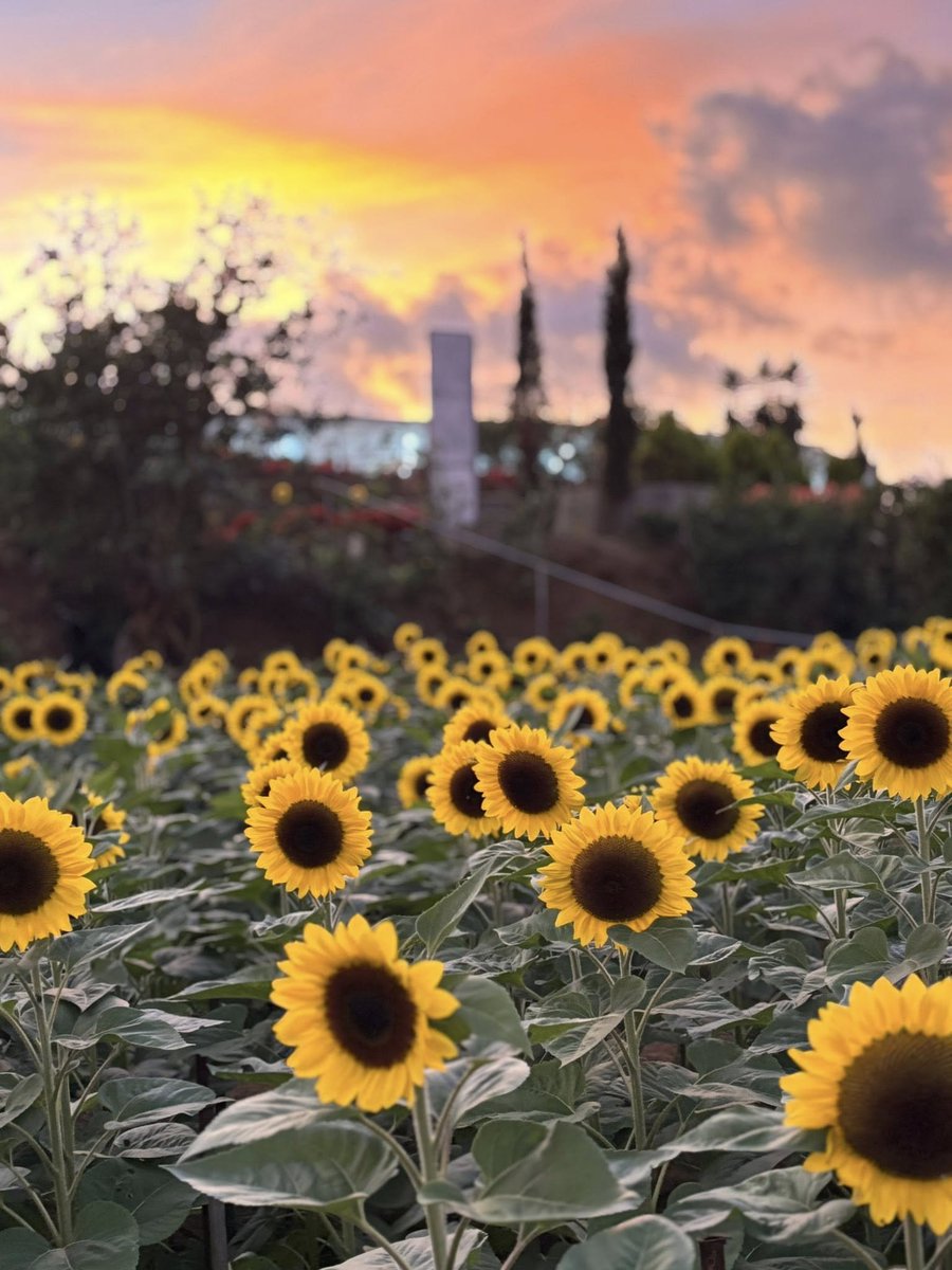 sunflowerchives's tweet photo. MAY OUR THURSDAY BE THIS BEAUTIFUL 📷📷 https://t.co/NtnQfVzw3E
