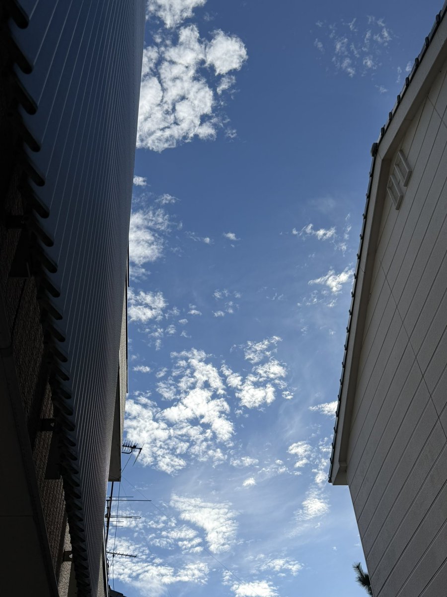 10kasumi27's tweet photo. 青空〜。
昼から雨予報だけど、夕方まで、降らないで欲しいなぁ。

花壇に植えっぱなしにしてたミョウガが、花咲いてた！
収穫できそうっ💖
#イマソラ
#青空
#花壇
#ミョウガ https://t.co/FD2AIm20In