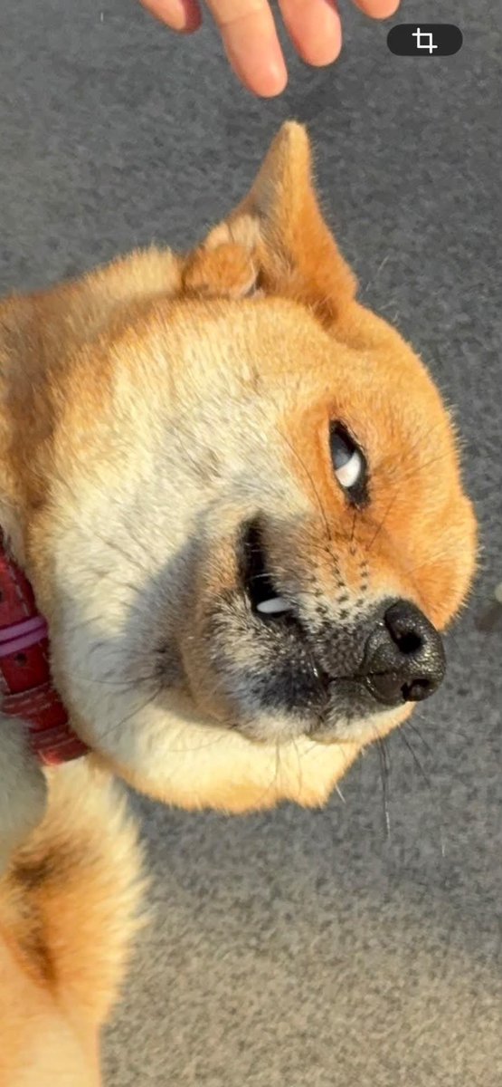 ham_starx's tweet photo. こんな人間味溢れる柴犬いる？ https://t.co/diXMcjADCX