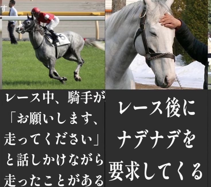 hayakore's tweet photo. 競走馬界の問題児、ゴールドシップ集 https://t.co/X62pEpaGtX