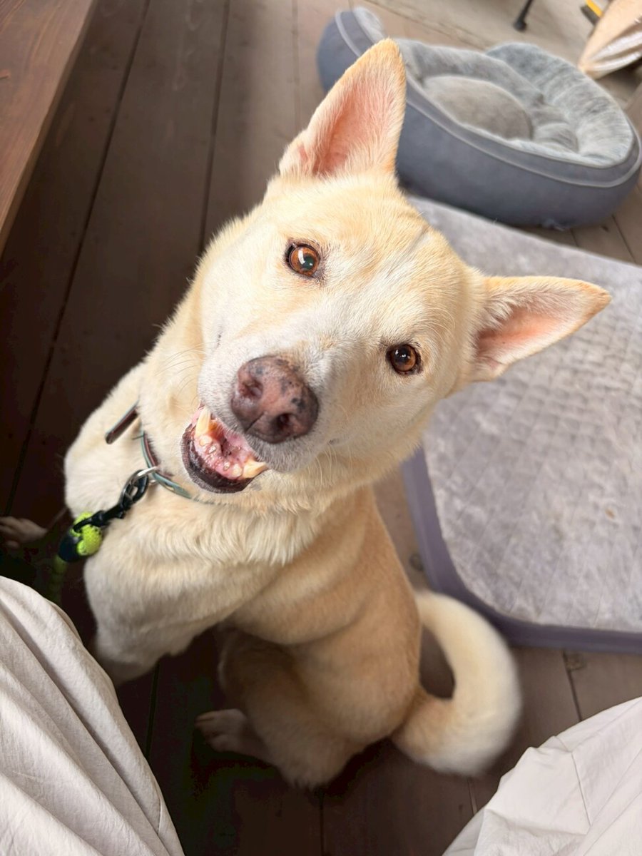 tochigisatooya's tweet photo. 【犬の #里親募集 】「まだ知らないことだらけ。やさしくて純真なエヴァン」#埼玉県 #越谷市 - 犬の里親募集(544882) https://t.co/psITcw3ojl #保護犬 #保護犬を家族に #雑種犬 #中型犬 #中型雑種犬 #犬 #多頭飼育崩壊 #栃木県 https://t.co/sbug5G7r5V