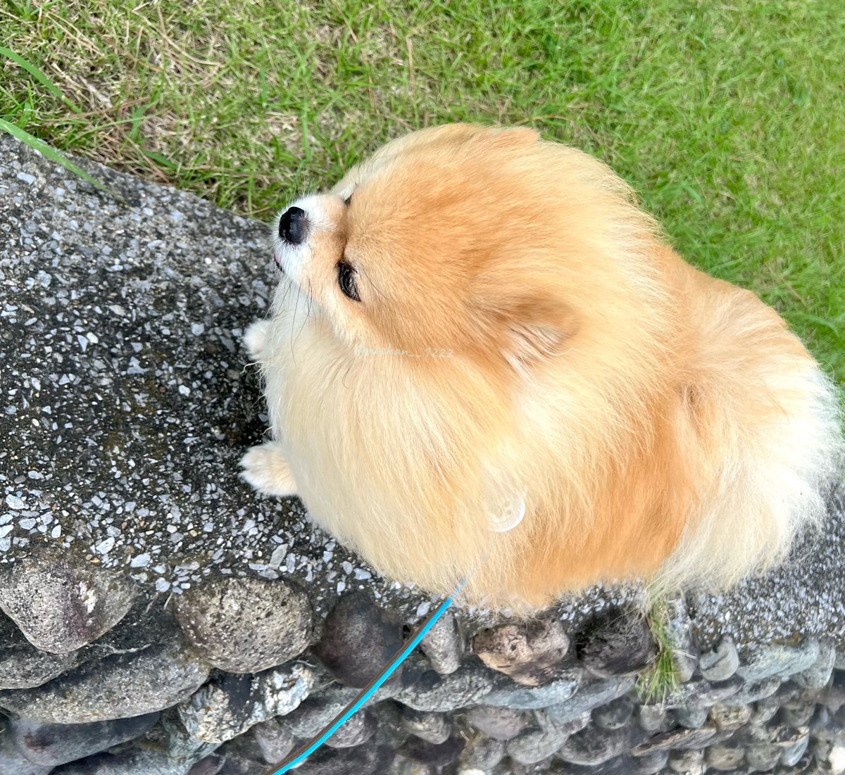 mochan__1222's tweet photo. 強風に立ち向かうポメラニアン🌬️ https://t.co/Gab0C6UyJ0