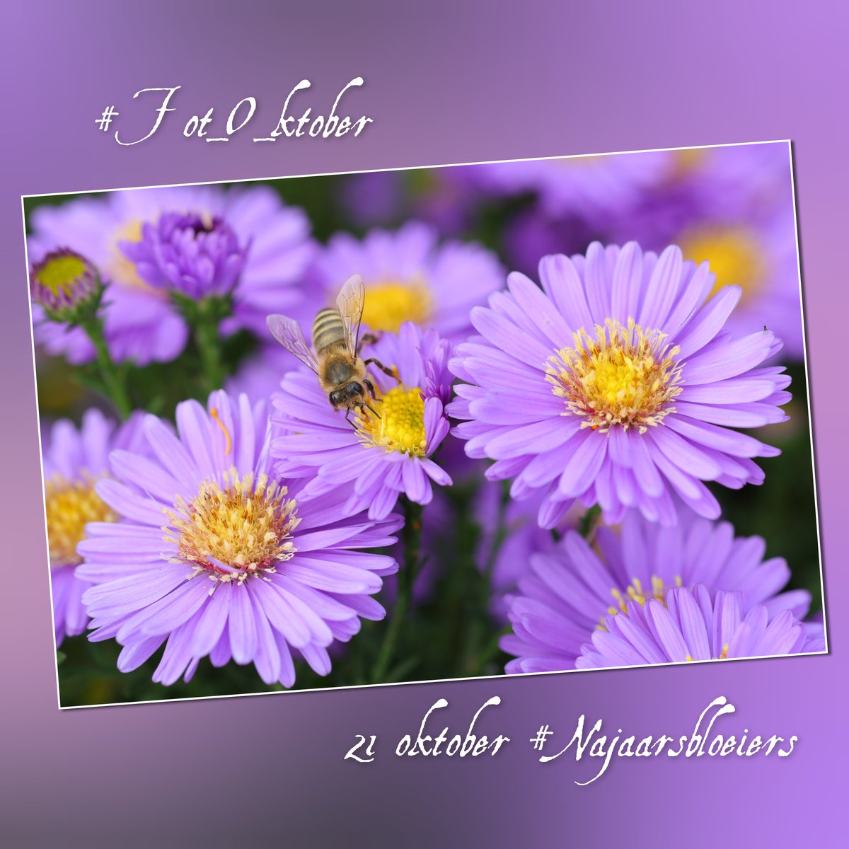 jolandabrwr's tweet photo. Goedemorgen
Ook in het najaar bloeit er nog van alles. Zoek een bloem of plant die kleur brengt in deze tijd van het jaar.
Laten we er met z'n allen een fleurig boeket van maken 🌼🌸🏵
#Najaarsbloeiers #Fot_O_ktober
Een heke fijne dag gewenst 😘 https://t.co/GJSuSt62Mc