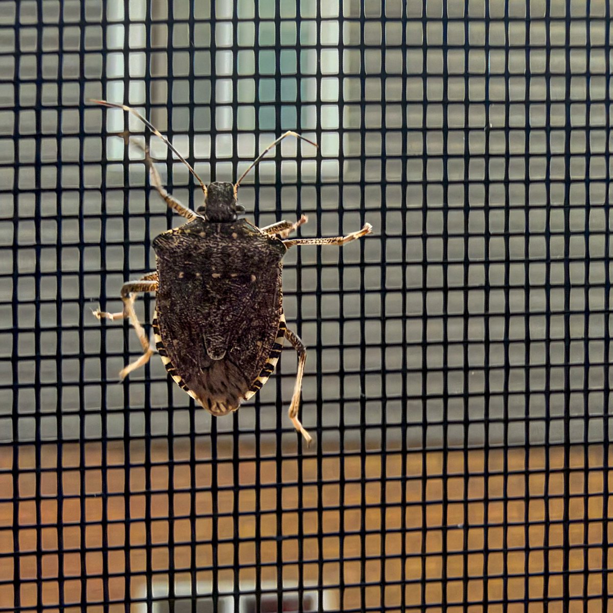 hellosaurav's tweet photo. A close-up look at a Brown Marmorated Stink Bug. Love the patterns on its shell, even if they are a bit of a pest!
#NaturePhotography #StinkBug #Insects #MacroPhotography #BugsLife #NatureLovers #iphone18promax #sauravphoto https://t.co/mvzPAvqA0K