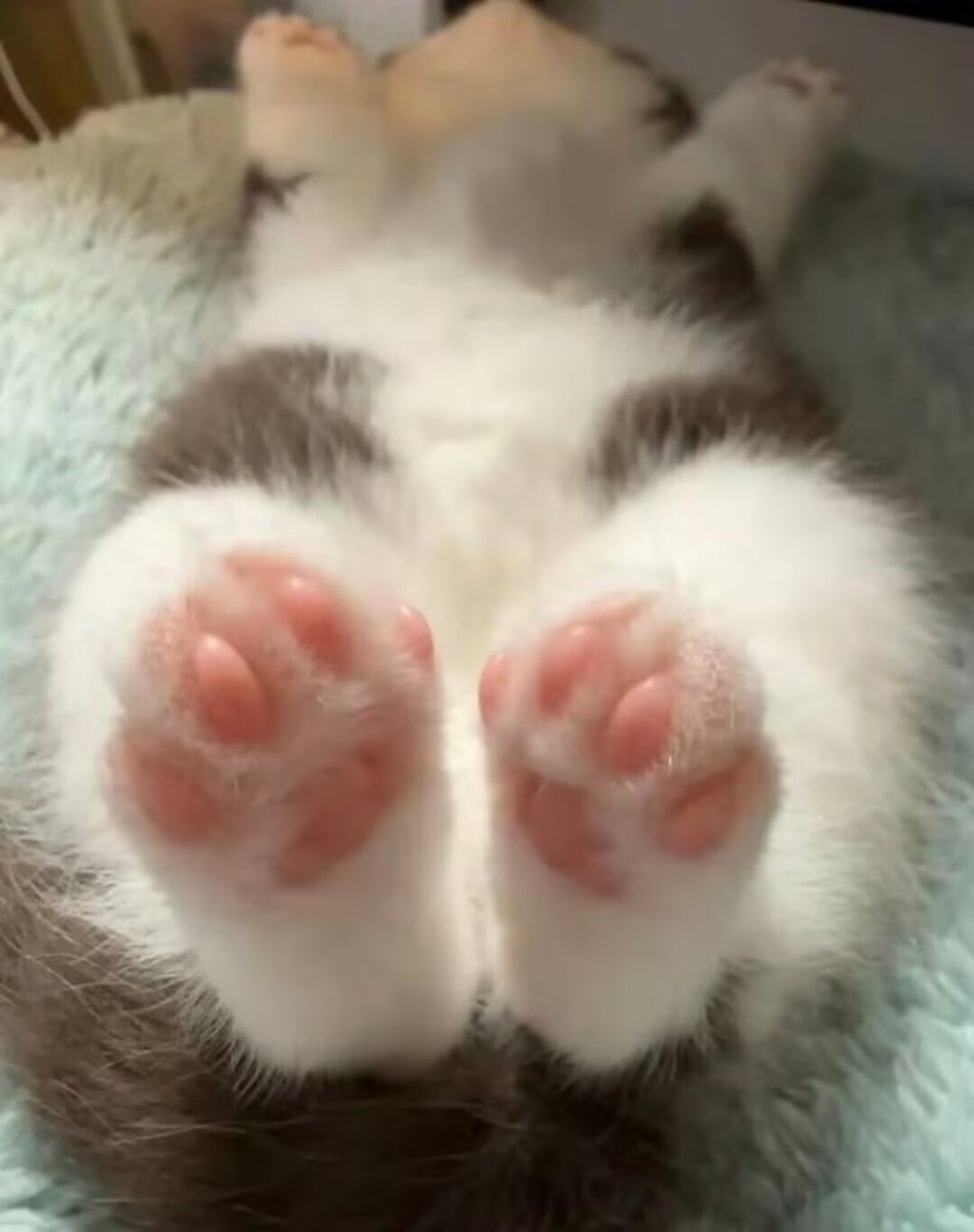 q8ofin's tweet photo. 小猫的脚（流口水 https://t.co/6LDosNbcb9
