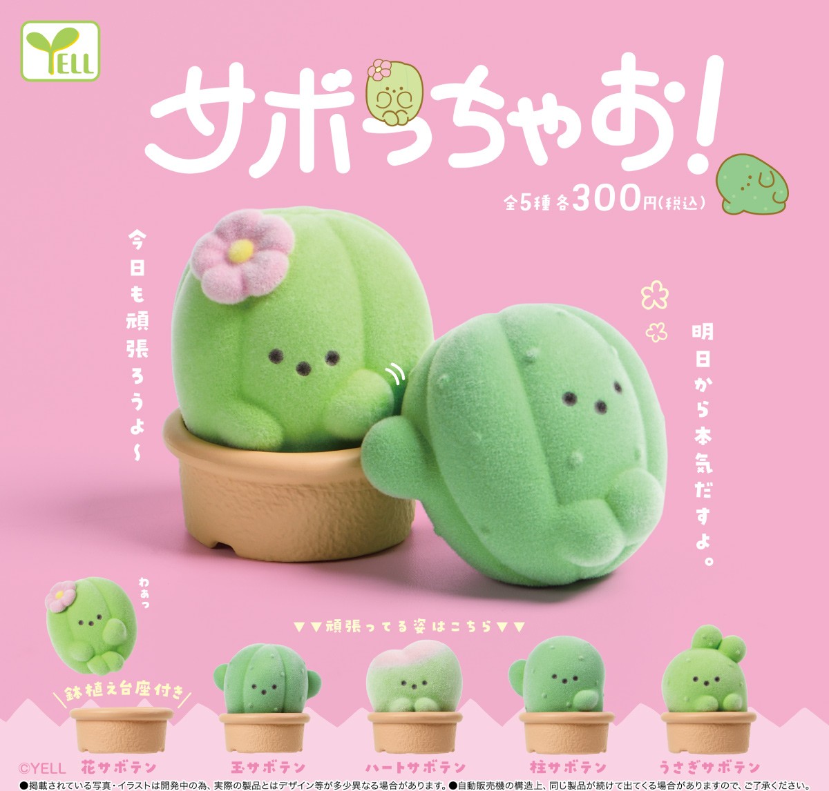 yell_kaihatsu's tweet photo. ━━━━━━━━━━━━━━━

       【　10 月 発 売 商 品　】                
                サボっちゃお！                                         

━━━━━━━━━━━━━━━

鉢植えに入ってるときは頑張る！
鉢植えから出るとダラダラ～💧

サボり上手のサボテンたち🌵💤 https://t.co/019QixRi6d
