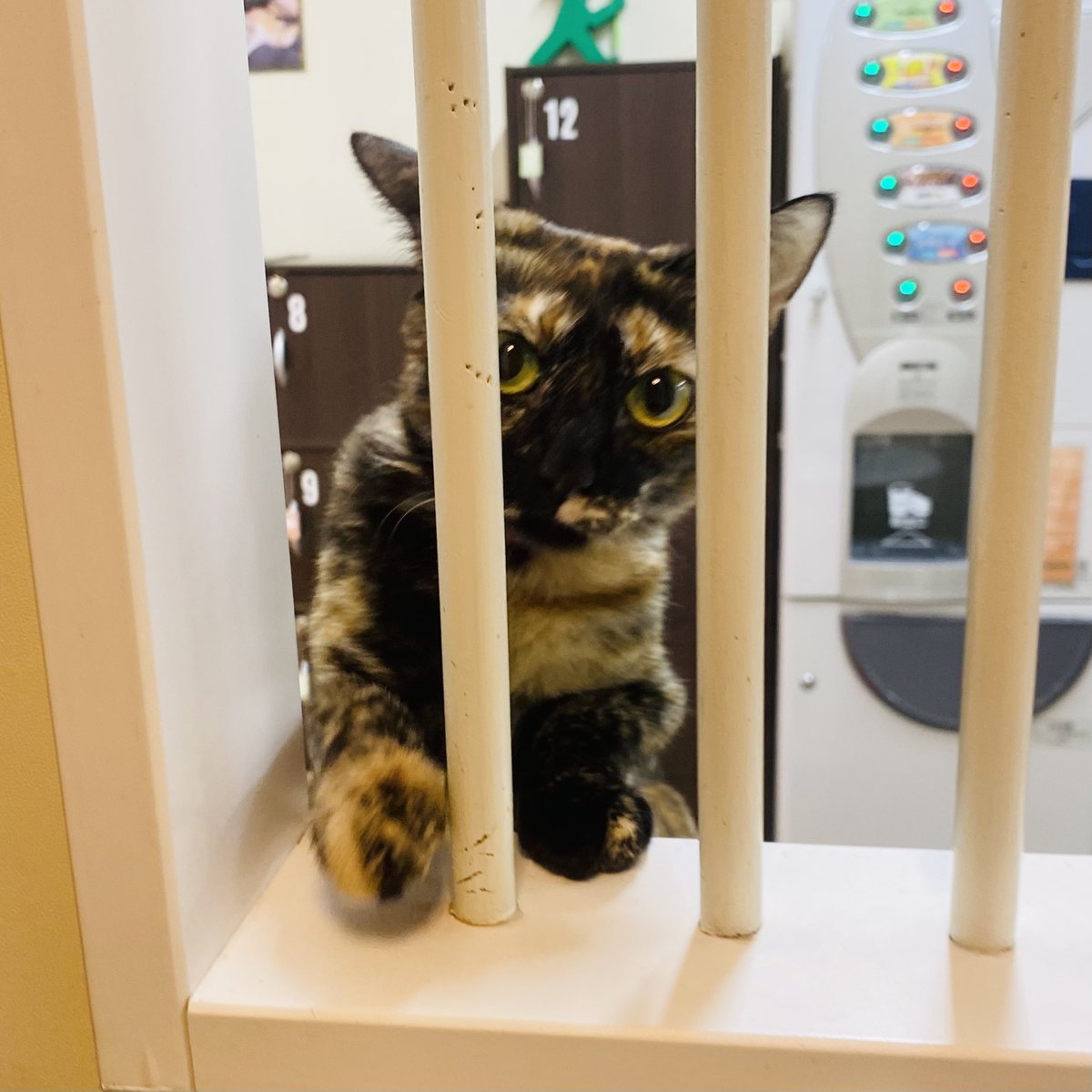 CafeMiagolare's tweet photo. #朝のお出迎えシリーズ
今日は招きハッピーくん → レギュラー筆頭 理乃ちゃん‼️😺😺

#猫カフェ #保護猫カフェ #新中野 https://t.co/i5j9nApnbb