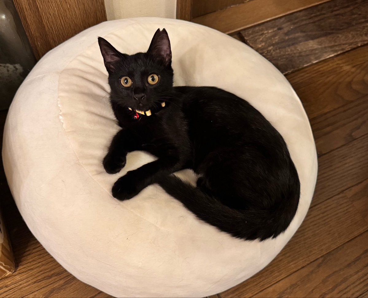 coccinella_caya's tweet photo. くろねこかわいいです…………
こんな真っすぐに甘えてくる猫は初めてです https://t.co/MZNm8695DR