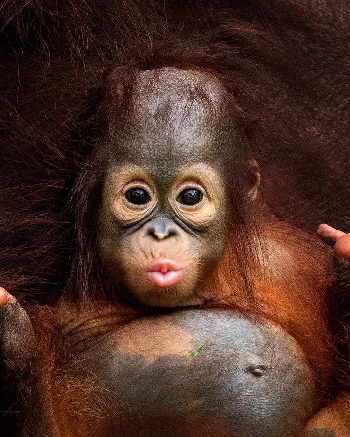 Novit_aa's tweet photo. Makhluk selucu ini harus jadi korban keserakahan manusia 💔

Mereka tak pernah jahat  merusak rumah kita, tak pernah meminta apa pun dari kita. Namun, kini mereka kehilangan segalanya dalam kobaran api kebakaran hutan .. JIKA  MEREKA  TAK MAMPU BERSUARA, BIARLAH HATI KITA YANG BERSUARA . 💔🔥🌿” . Peluk erat Dan tidak putus Doa saya  untuk semua Makhluk Yang menjadi korban kebakaran hutan .❤️❤️❤️