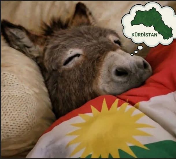 Asya42r's tweet photo. Eşeğin Rüyası https://t.co/7zK80V0pLg