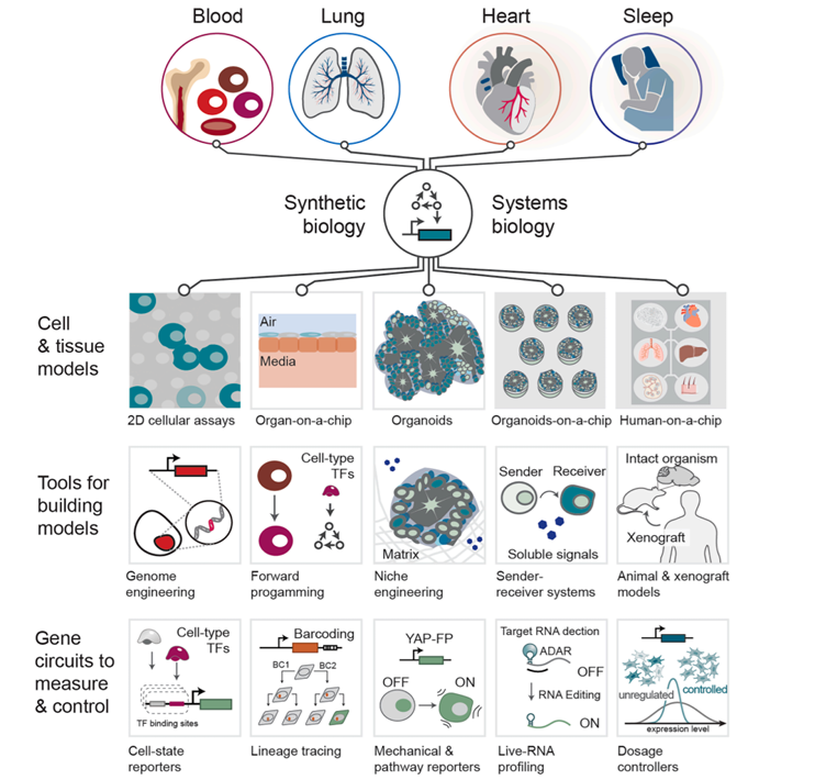 GallowayLabMIT's tweet photo. Last year, we spent a lot of time thinking about to engineer some of the most complex cellular systems: lung, heart, blood, and sleep systems! In case you missed it, you should check out some of that vision from @SynBioGaoLab @sahakris @LaurieBoyer1221 @BashorLab @yogeshgoyallab @genegirl007 @isaacbhilton @Pulin_Li @jasonhyang @echaikof  and many more! Link below: