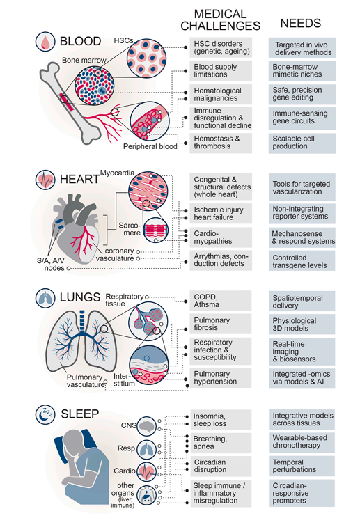 GallowayLabMIT's tweet photo. Integrating synthetic biology to understand and engineer the heart, lung, blood, and sleep systems
"By integrating genome engineering, dynamic gene circuits, and high-dimensional biosensors, these advances support scalable, quantitative models of multicellular biology, expanding the need for systems-level models and integration. We highlight emerging systems such as tunable transcriptional regulators, synthetic organizers, and feedback circuits that bridge molecular control with functional outcomes." https://t.co/lXzYaBvahV