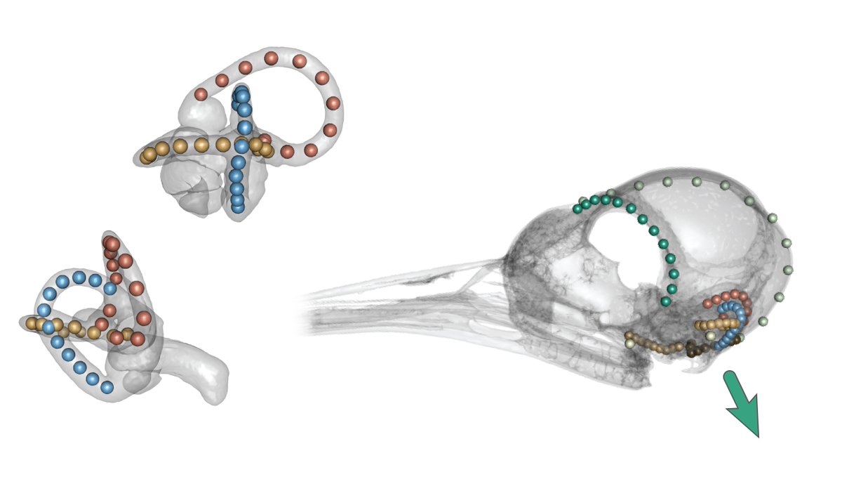 PNASNews's tweet photo. As dinosaurs evolved into birds, their ear canals changed shape, which was thought to be an adaptation for flight. A study finds that the avian inner ear may have instead been shaped by the reorientation of the skull–neck joint. In PNAS: https://t.co/zcfqcB5RqQ https://t.co/MyXYNqgNNm