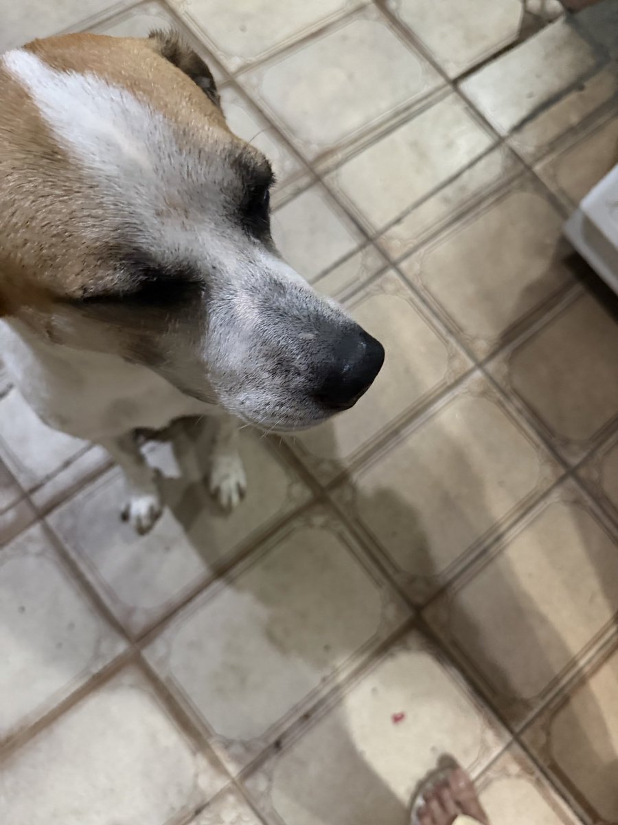 majudrd's tweet photo. dormindo em pé 🐾 https://t.co/Hvgdqw2bxc