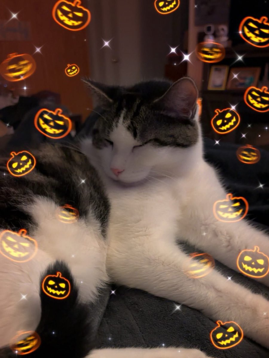 shellyshell2u's tweet photo. Curly πΊ #catselfie #cats_of_instagram #catsofinstagram #catstagram #cats_of_world #catsoftheday #instacat #catsofig #catsoftwitter #catsofbluesky #cat #cats #snapchat #curlythecat https://t.co/IjiKuUeDWn