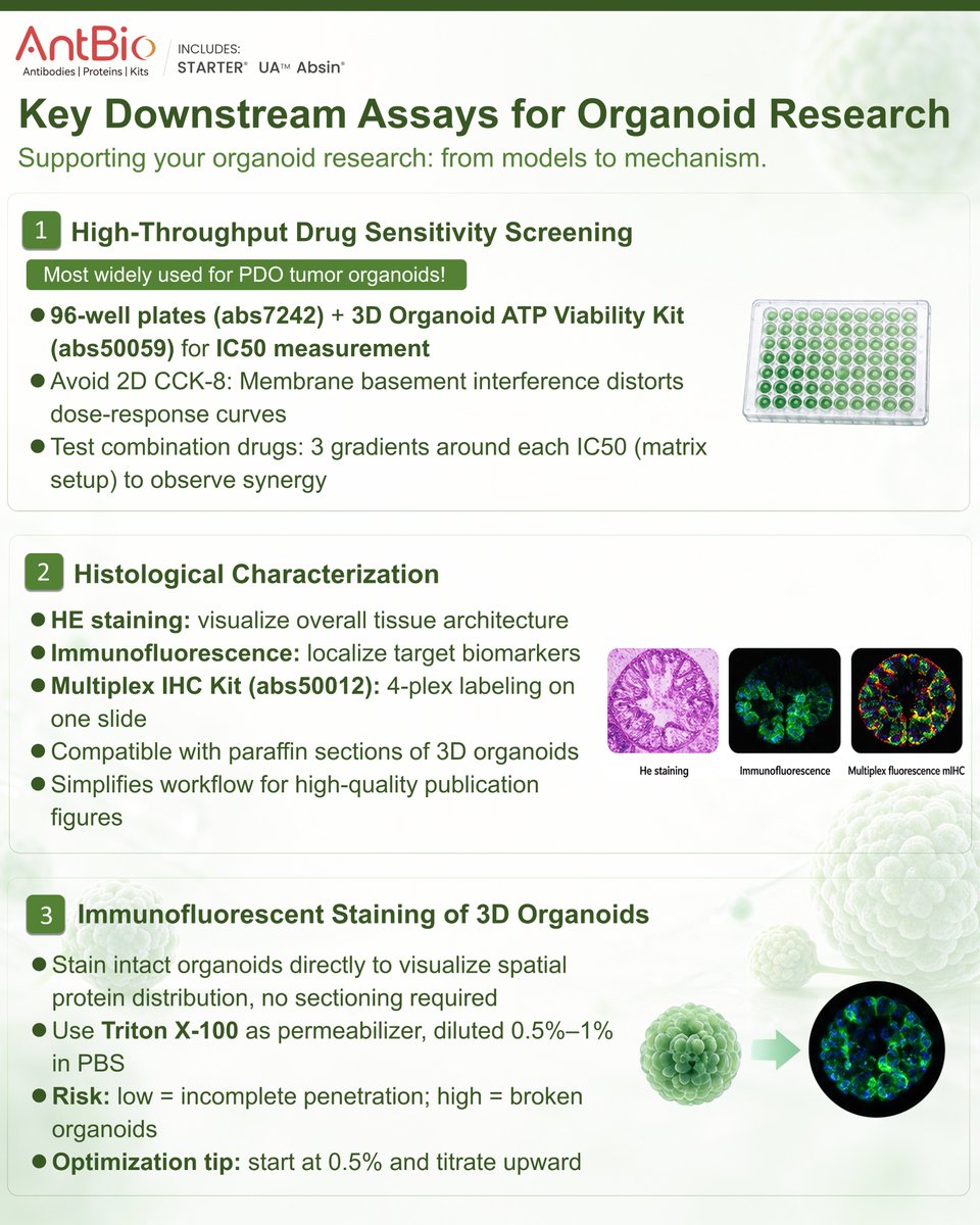 AntBio_'s tweet photo. Key downstream assays for organoid research
From models to mechanism:
Drug sensitivity screening · Histology · Whole-organoid IF
Gene editing · Single-cell · Immune co-culture · PDXO
AntBio tools for your organoid workflow.
#Organoids #3DBiology #AntBio https://t.co/ErEmLqUput