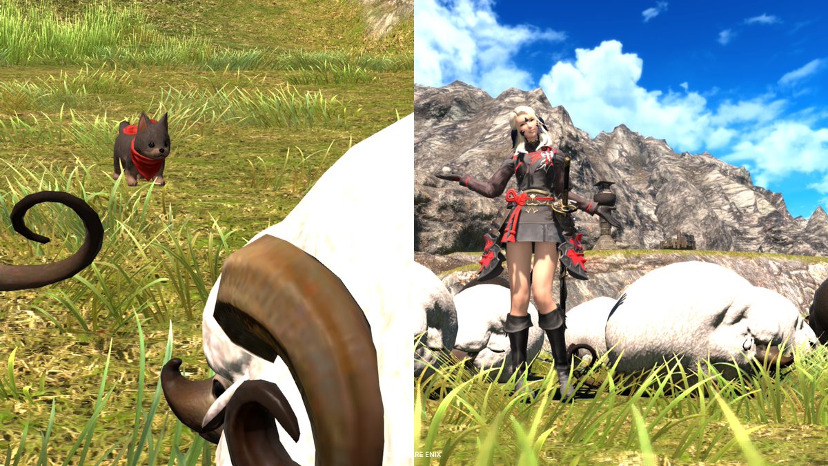 Lydia_ff14_'s tweet photo. 牧羊犬が子犬でかわいい🥰 https://t.co/exq80CD0yv