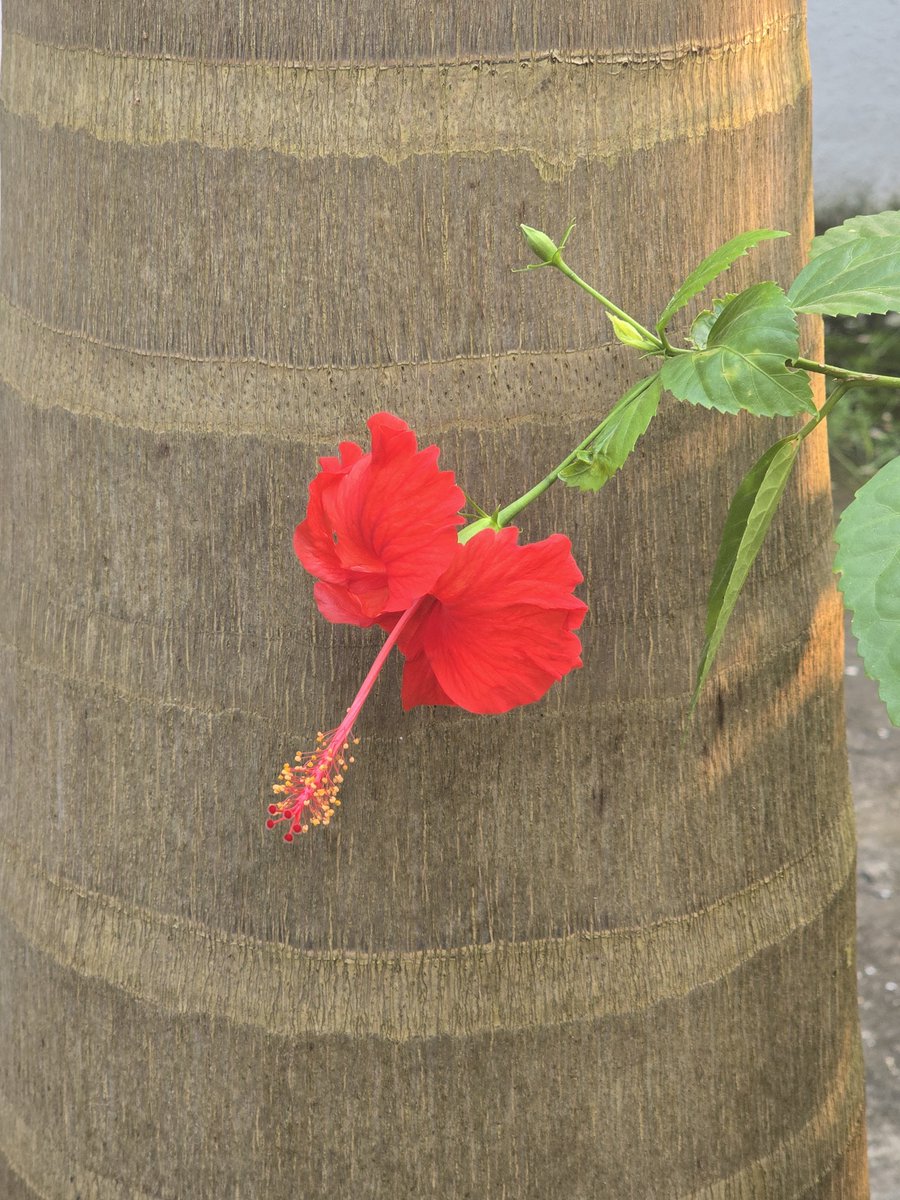Lexmi2005tpg3's tweet photo. One cute looking hibiscus flower is hugging the coconut tree 🌴 trunk https://t.co/fM5DiITNhG