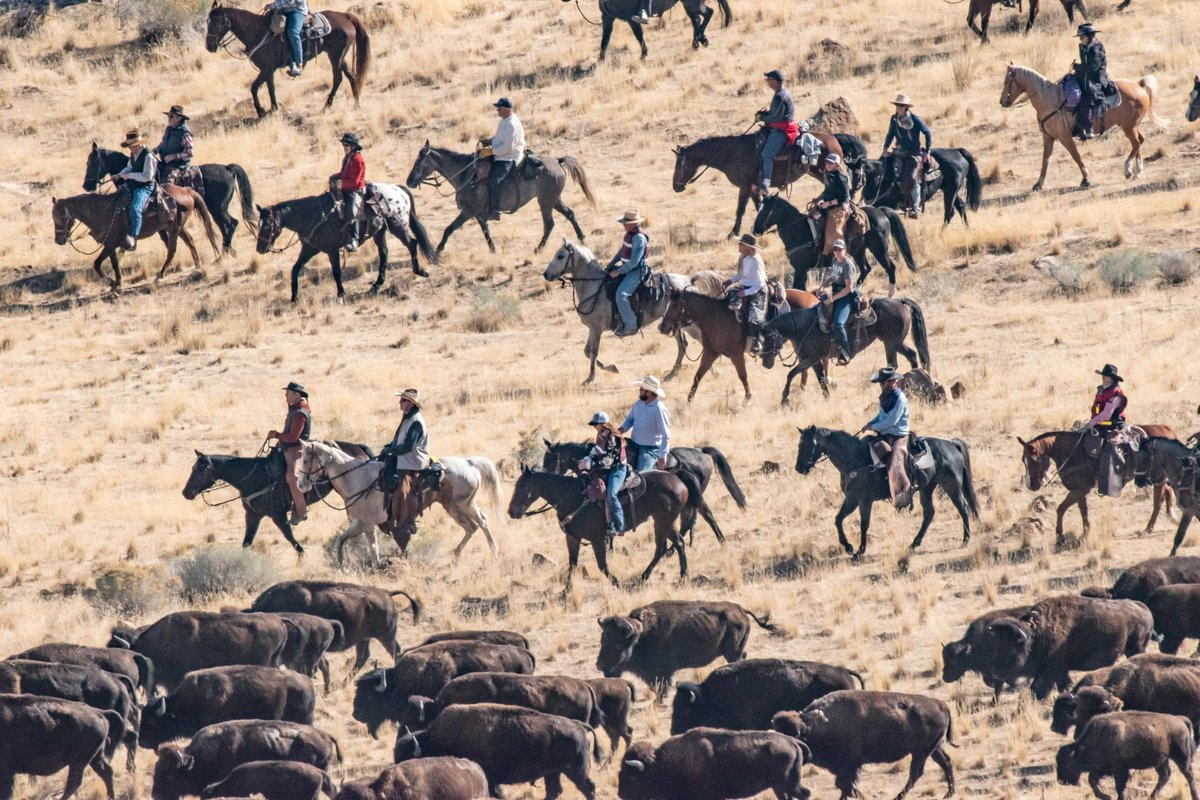 tvheidihatch's tweet photo. 🦬 LOOKING FOR SOMETHING FUN TO DO THIS WEEKEND?

How about watching nearly 800 wild bison thunder across Antelope Island?

The annual Bison Roundup is happening this Saturday, October 24, at Antelope Island State Park!

It's a true Western spectacle as hundreds of horseback riders work together to move the island's bison herd into holding corrals for their annual health checks.

📍 Here's where to watch:

🦬 9 AM – East Side Road: Watch riders drive the herd north. Get there early! Parking is limited.

🦬 10 AM – Roundup Rendezvous: Catch the final push into the corrals, plus vendor booths.

🦬 White Rock Bay: Bring a camp chair or blanket and enjoy the view!

The roundup typically wraps up between noon and 3 PM, but the bison don't always stick to a schedule