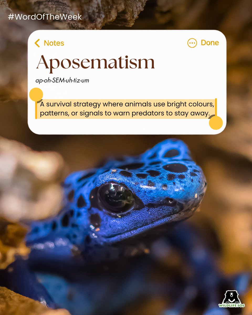 WildlifeSOS's tweet photo. Have you ever seen a house with a board reading: ‘Beware of the Dog’? 

Aposematism works just like that, but with a little twist. In nature, the language of danger isn’t written on signboards,  it’s boldly painted on the beings themselves. Simply put, aposematism is a survival strategy where animals display bright colours, bold patterns, or unique sounds to warn predators that they’re dangerous, toxic, or just unappetising. It’s the biological equivalent of delivering the critical message: “Approach at your own risk.”

Stay curious with Wildlife SOS’s Word of the Week as we explore the language of the wild!