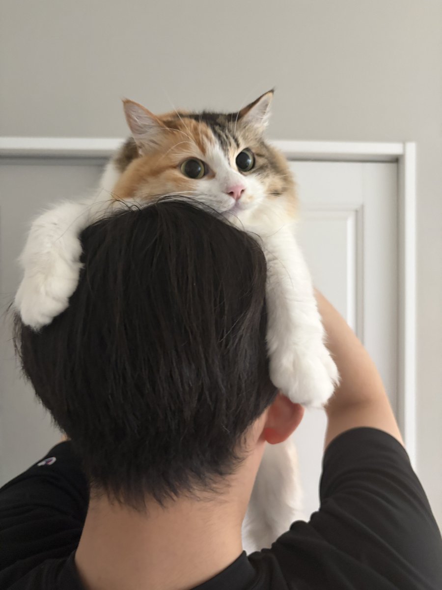 potechi_nikki's tweet photo. 末っ子の暴君に追い回されて飼い主の頭という安地で休憩中 https://t.co/NJC8O3Lcwm