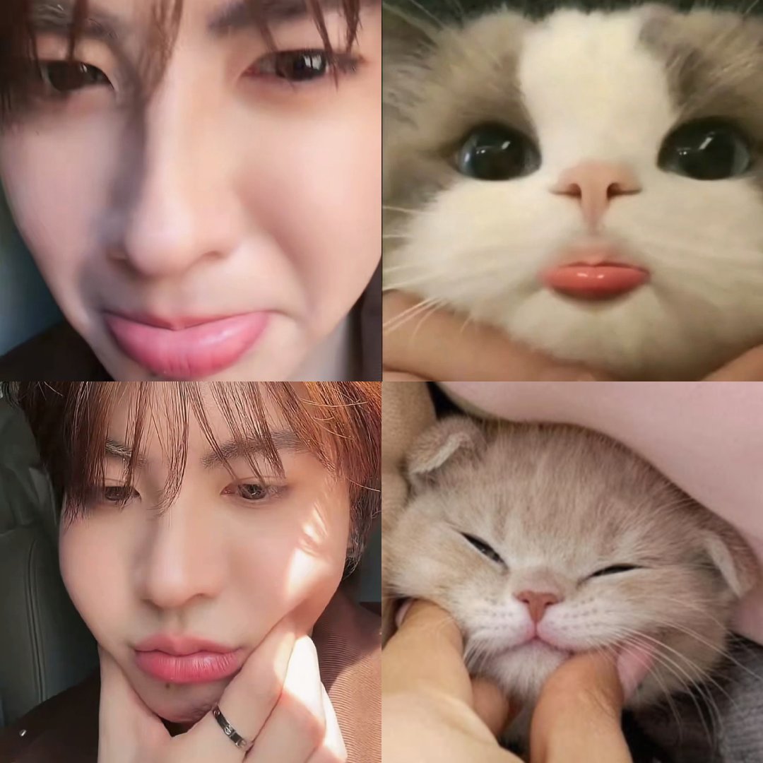 moonxest's tweet photo. pouty kitten 🤏🏻
#firstone https://t.co/jdZQLohytg