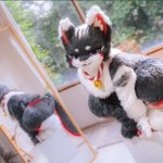 Photo by 치비 / Chibi ≽^•⩊•^≼ (@chibi_catto)