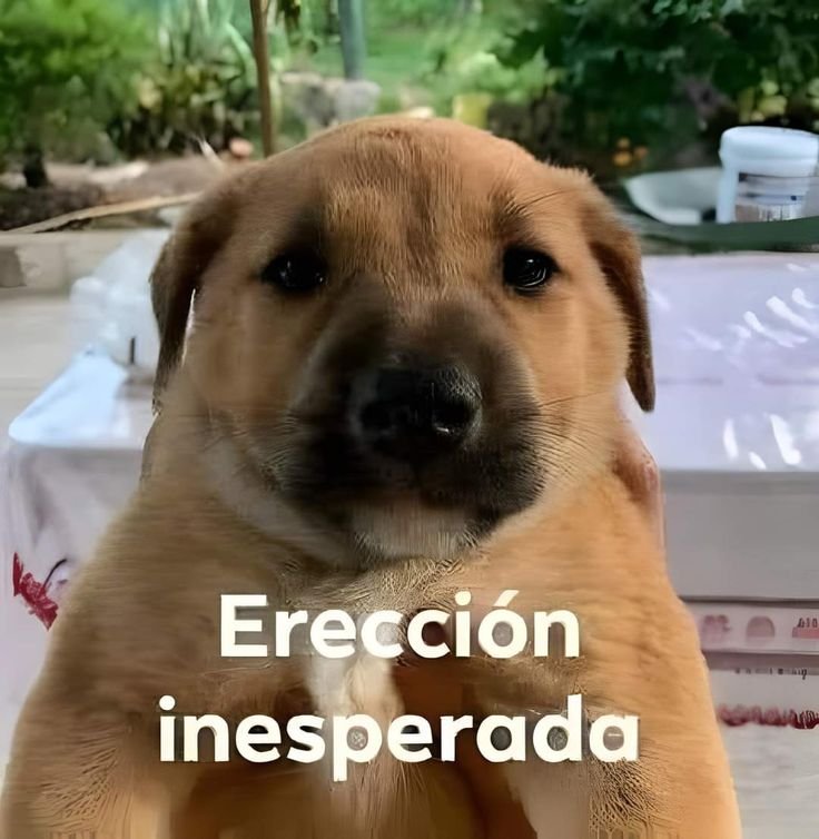 sosocactu's tweet photo. When te toca exponer: https://t.co/hIiMkhAueB