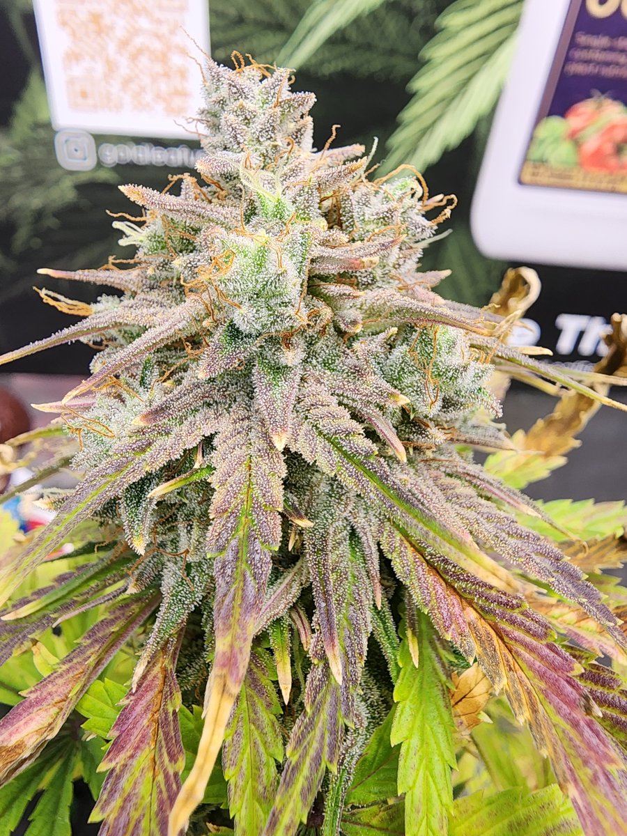 RobertFox_420's tweet photo. Prom Night lookin 🔥 👀 
#homegrown https://t.co/AeM91SToR1