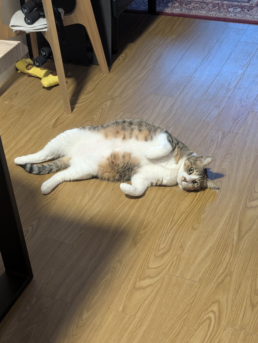 sbsbman10kani's tweet photo. 帰宅したら大体このポーズで迎えてくれるんだ https://t.co/OXHd9rLUwB