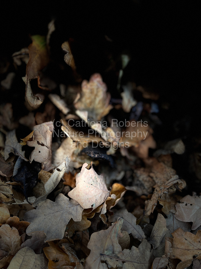 CatRobDesigns's tweet photo. "Scenes from the Trail - Autumnal Leaves"nature’s golden abstract. 🍂
Shop here 🖼️👇
Pictorem:
https://t.co/8H13Cxixn4
Pixels:
https://t.co/hUgRvUNaOg
Artpal:
https://t.co/f8Ci7NXwZy
#ArtCollector #FineArtPhotography #AbstractNature #WallArtInspiration https://t.co/7yuA0zL5LK