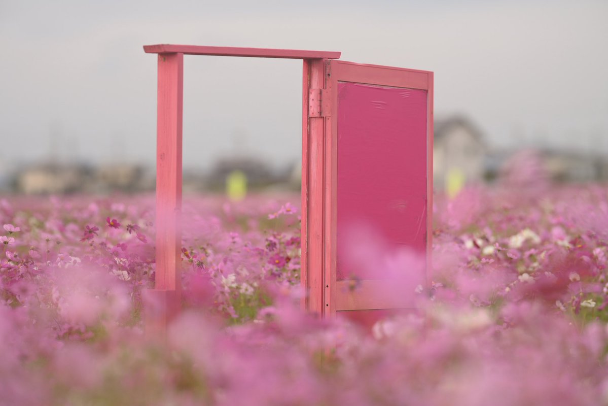waka09431323's tweet photo. お疲れ様でした。

満開になった稲美町のコスモス畑。

#ファインダー越しの私の世界 https://t.co/6OlFLwcjFw