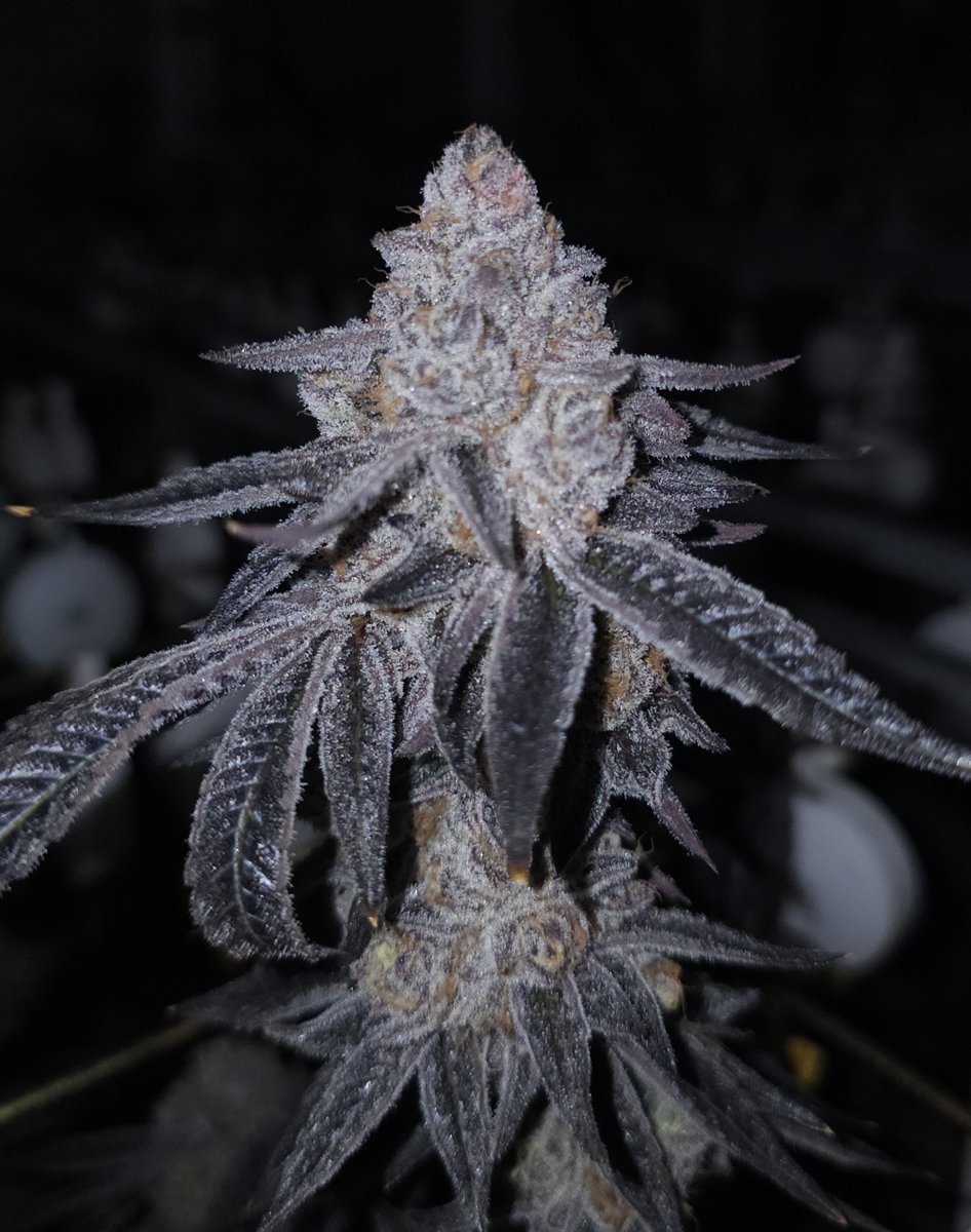 Capulator1's tweet photo. @Pieguy420 Thanks for all the publicity. Kinda looks like insecurity. Here's something that will melt your snowman. 🕊 https://t.co/Lo9OrvgUgT