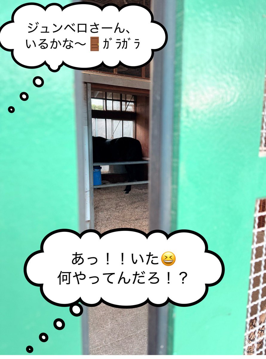 zunzunzunbow's tweet photo. 東京ハイジャンプ🏇三連覇🏆の武英智厩舎に今回もドドーン💥と勝祝いを30ケース📦入れてきました😆‼️
今日はジュンベロさんが退厩するということで、僕自身普段は(ﾍﾞﾛは恐らく僕のことが好きではないと思うので)全く馬房へ行くことはないのですが、扉の外からチラッとだけ見てきました…|ω･)ﾁﾗｯ
今年のラストランを終えたジュンベロさんはこれで年内は休養に入ります。また元気に帰ってくる日を楽しみに待ってます‼️
ジュンベロさん、いつも立ち上がって跳ねて蹴って暴れまくって破天荒すぎるけどありがとう😭
#ジューンベロシティ
#武英智厩舎
#JRA