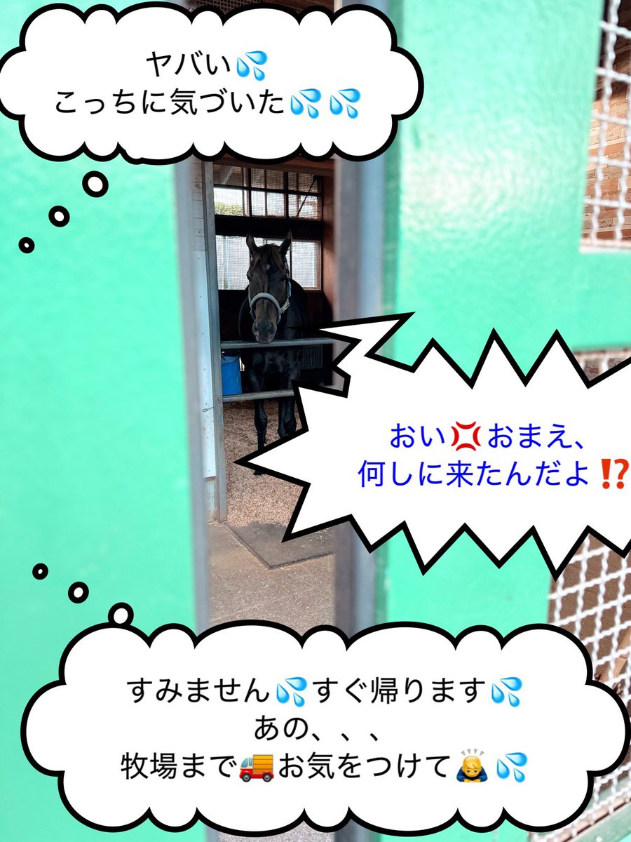 zunzunzunbow's tweet photo. 東京ハイジャンプ🏇三連覇🏆の武英智厩舎に今回もドドーン💥と勝祝いを30ケース📦入れてきました😆‼️
今日はジュンベロさんが退厩するということで、僕自身普段は(ﾍﾞﾛは恐らく僕のことが好きではないと思うので)全く馬房へ行くことはないのですが、扉の外からチラッとだけ見てきました…|ω･)ﾁﾗｯ
今年のラストランを終えたジュンベロさんはこれで年内は休養に入ります。また元気に帰ってくる日を楽しみに待ってます‼️
ジュンベロさん、いつも立ち上がって跳ねて蹴って暴れまくって破天荒すぎるけどありがとう😭
#ジューンベロシティ
#武英智厩舎
#JRA