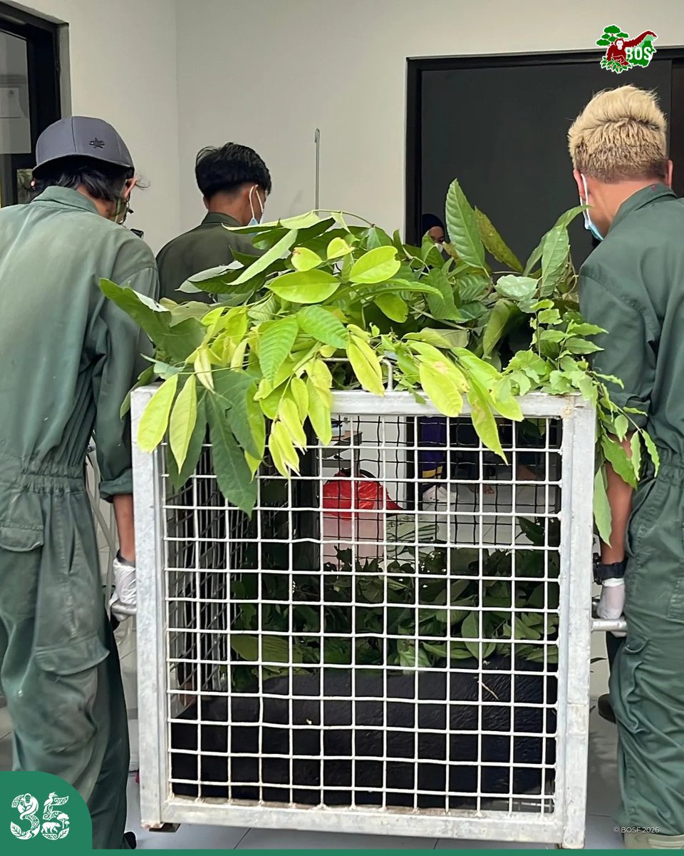bornean_OU's tweet photo. Habitat loss forces wildlife like Rose, a young sun bear, closer to human settlements. Found weak and trapped, she was swiftly rescued and is now receiving 24/7 care at Samboja Lestari. Let’s protect their home! 

Click here to read more: https://t.co/xqLX59vDZ0

#SaveOrangutans https://t.co/r0ZaQ1tbCU