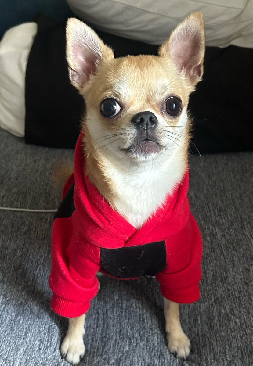 ccmr_ooo's tweet photo. かわちいなぁ。🥺︎

#犬のいる幸せ https://t.co/XbErLzHUAp