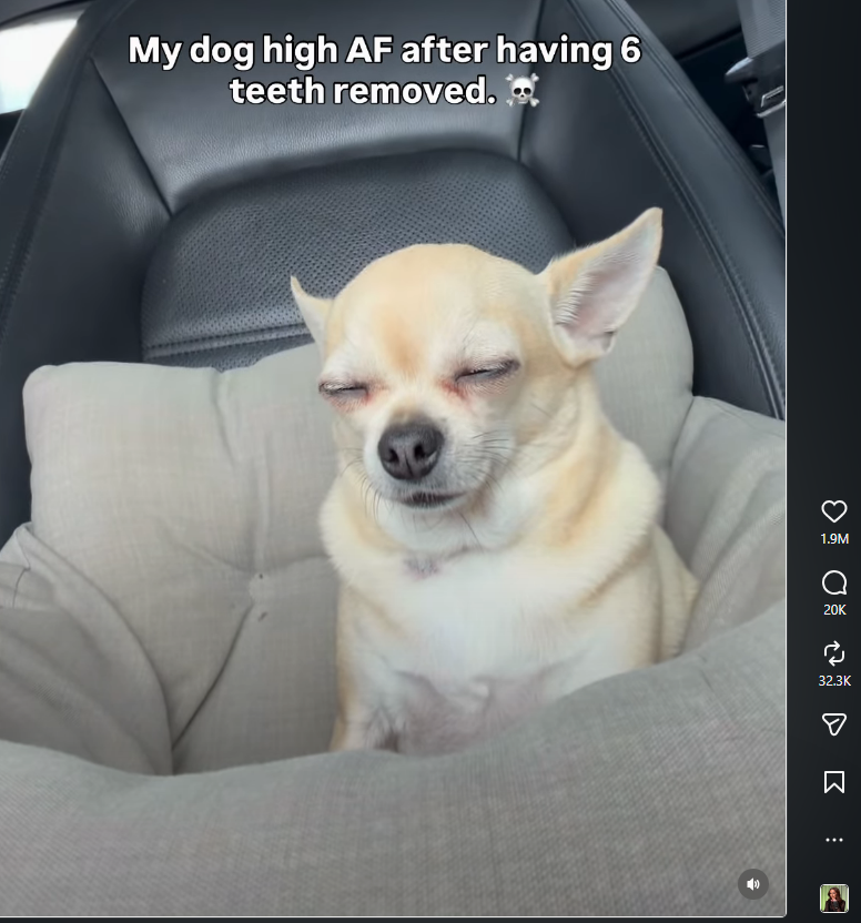 Zeeko__Dev's tweet photo. YOOOO THIS IS GENNY...

This dog LITERALLY named "Peanut" has become a viral sensation for being geeked out his mind after getting his teeth removed 🤣🤣

25m views on IG and 1.9m likes
https://t.co/U1CjLAb5Ag

7.5m views on Facebook: https://t.co/mSLbY7ZPhA

Been a while since weve had a giga viral dog runner

A perfect animal meme to send