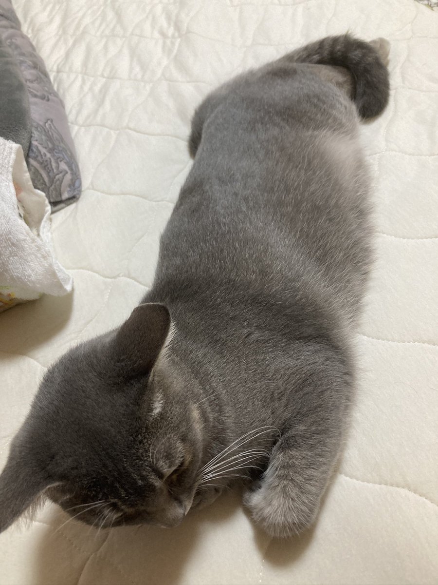 6nyans_neko's tweet photo. https://t.co/aSIxGDaOQp
