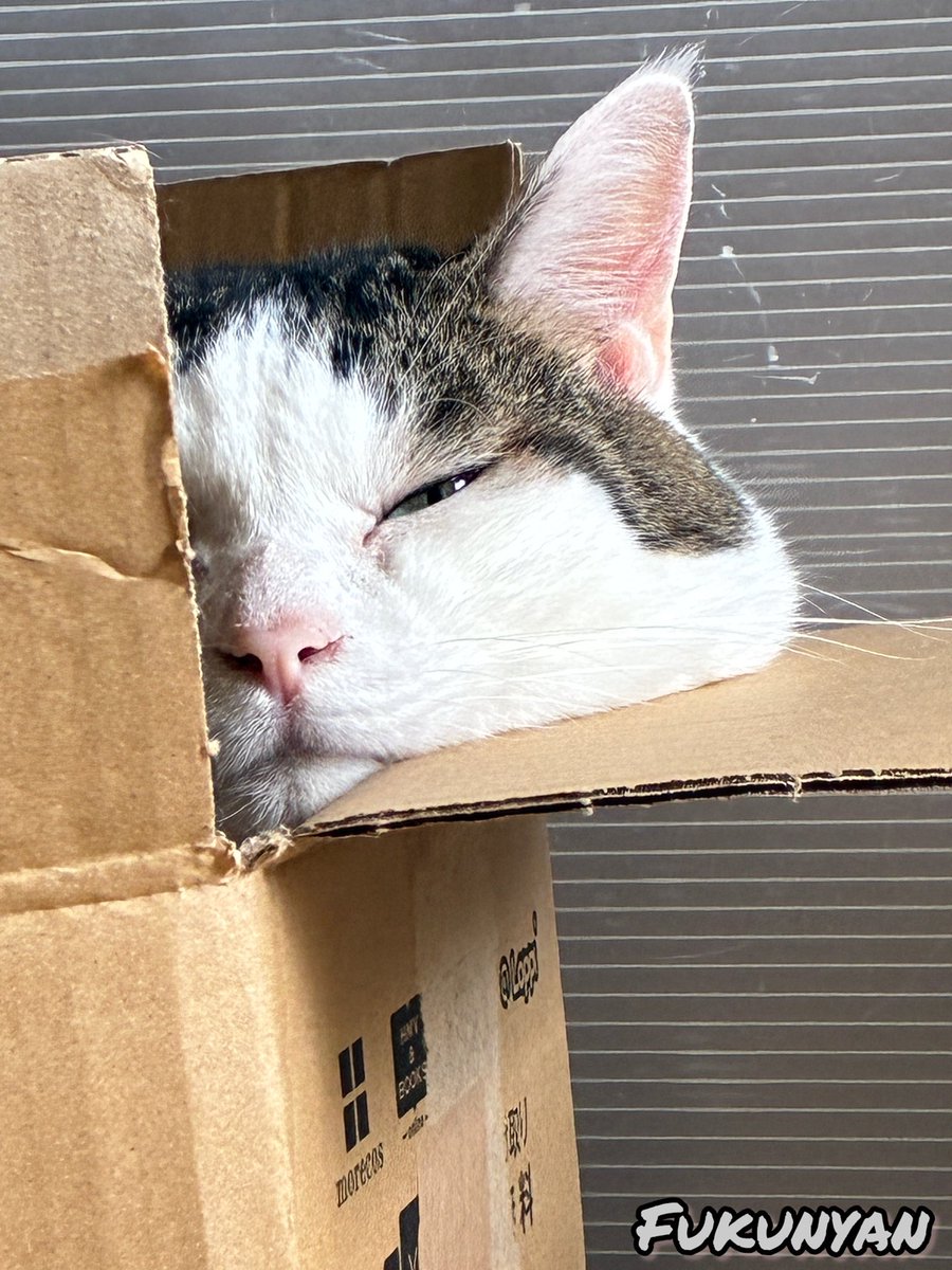 fuku_nyan17's tweet photo. 大きなおむすび🍙 https://t.co/OGUlfIxvCJ