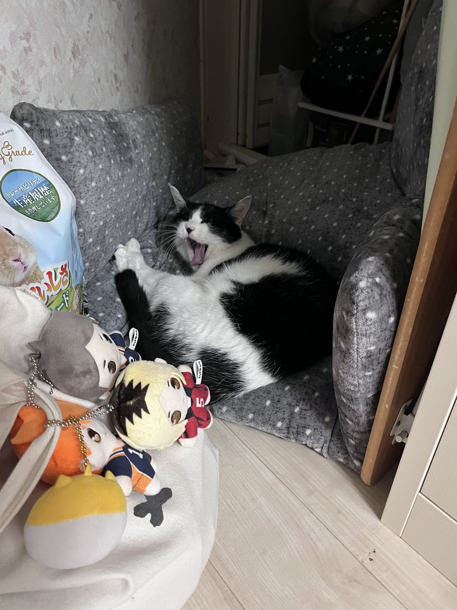 hrakhqopdc's tweet photo. あたしのお昼寝用クッションが猫にとられたので庶民は硬い床で寝ます https://t.co/qimSp2AwXa