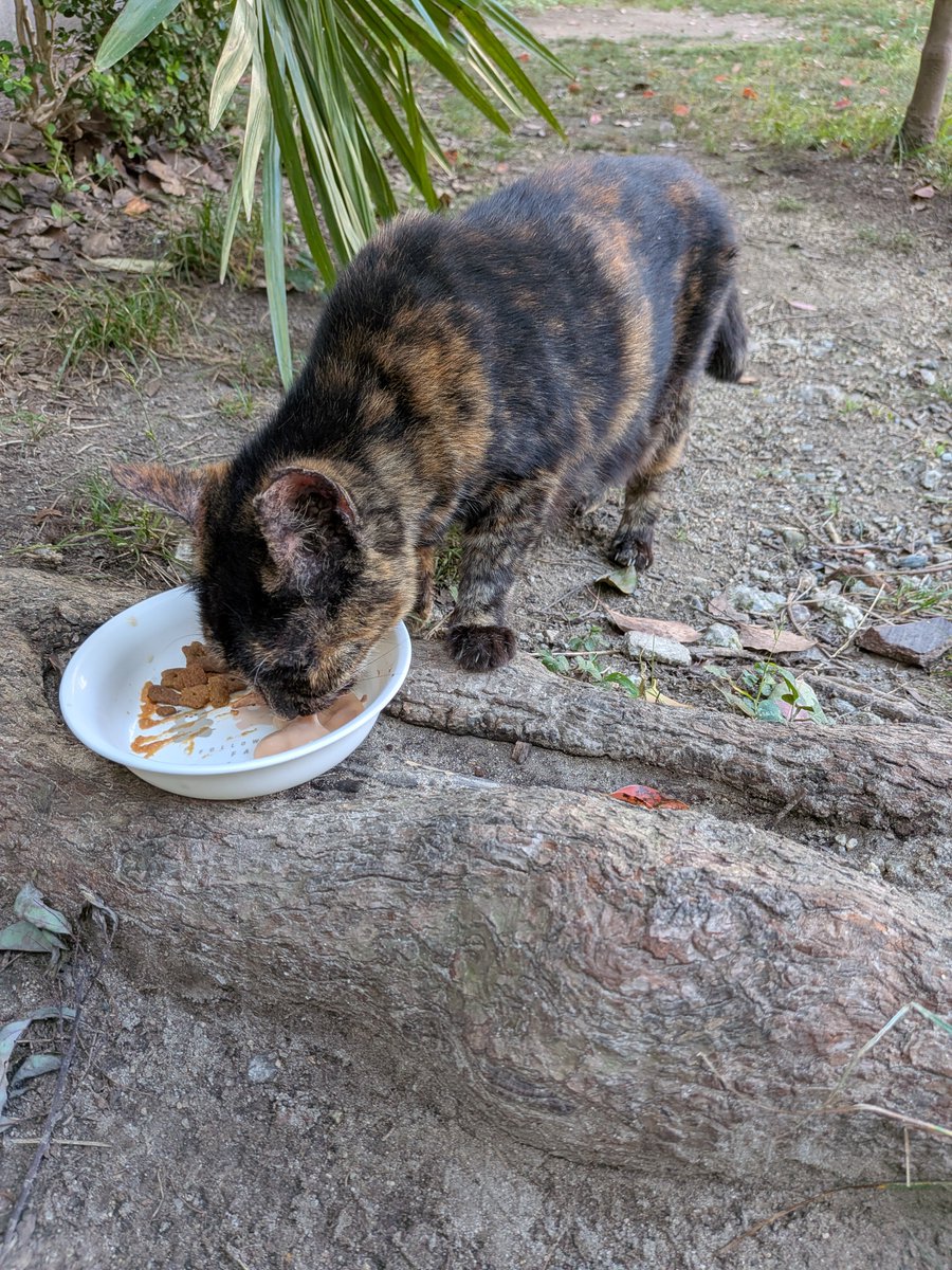 Charlieojichann's tweet photo. まるで梅雨の最中みたいな公園。
2にゃんずも大変そう😿😿
そんな中でもきゅうちゃんはしっかり食べてくれました😺
はっちゃんは少食でした😿 https://t.co/DAEQidmjVO