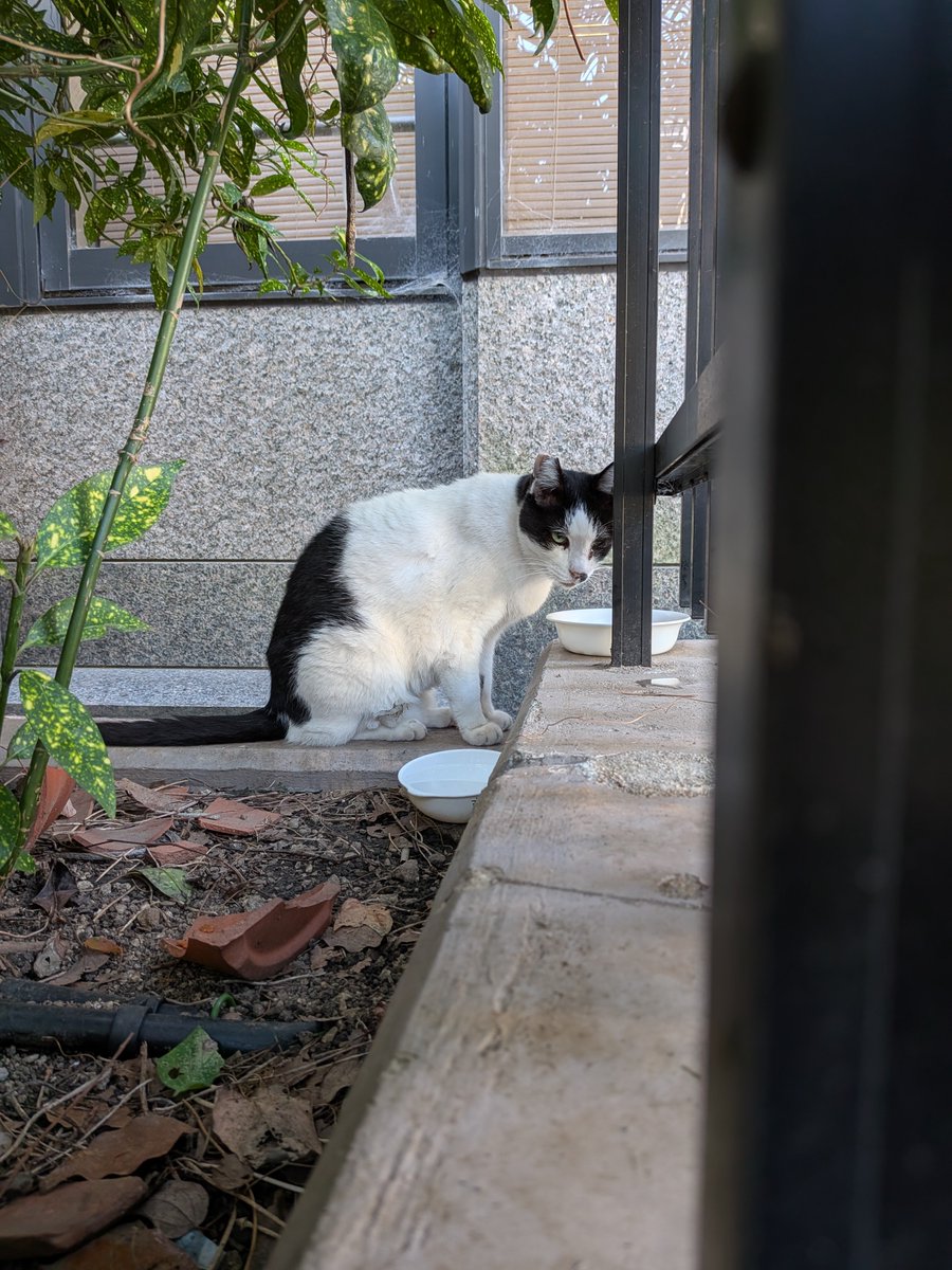 Charlieojichann's tweet photo. まるで梅雨の最中みたいな公園。
2にゃんずも大変そう😿😿
そんな中でもきゅうちゃんはしっかり食べてくれました😺
はっちゃんは少食でした😿 https://t.co/DAEQidmjVO