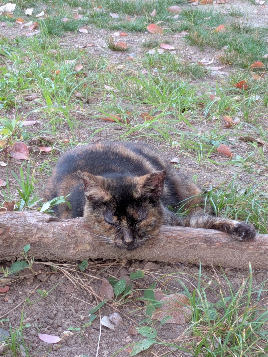 Charlieojichann's tweet photo. まるで梅雨の最中みたいな公園。
2にゃんずも大変そう😿😿
そんな中でもきゅうちゃんはしっかり食べてくれました😺
はっちゃんは少食でした😿 https://t.co/DAEQidmjVO