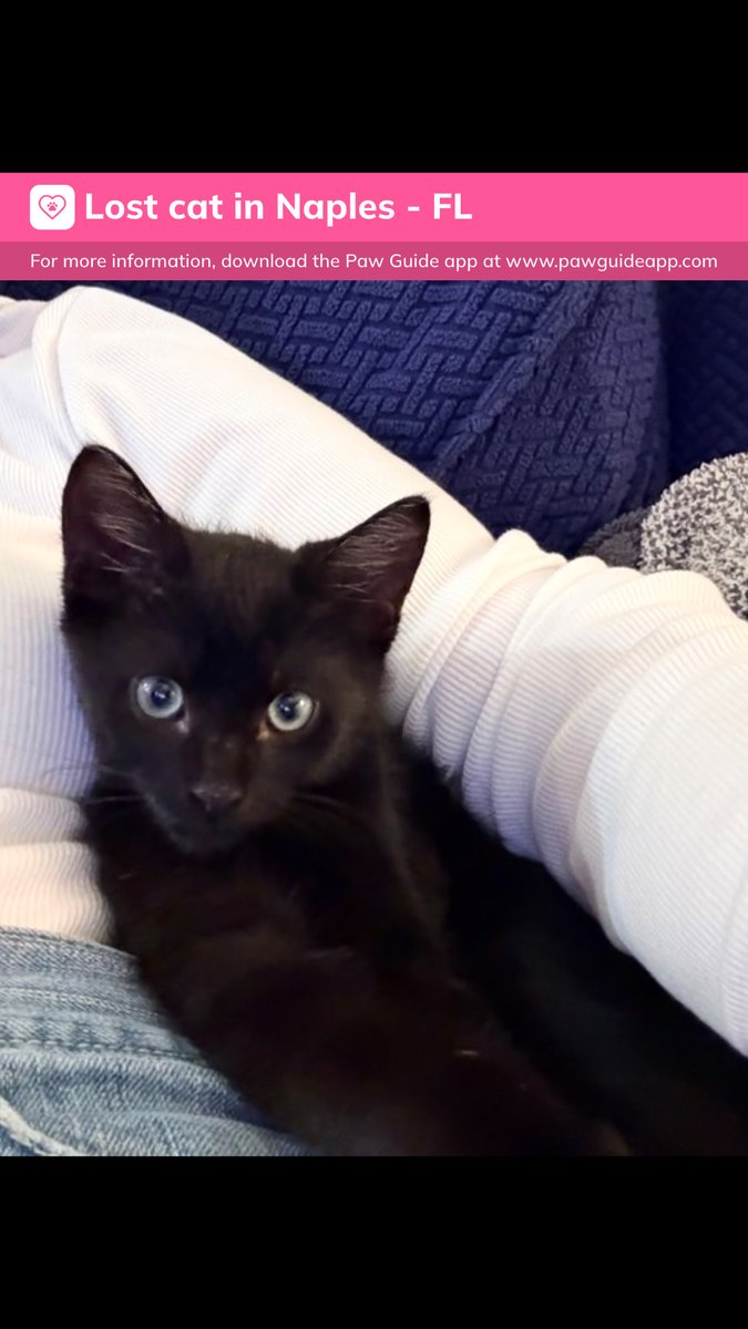 Pawguideapp's tweet photo. Please spread the word! If you have any information, please comment below.
Lost or found a pet? Report it quickly on Paw Guide.#lostcat #missingcat #lostcatinnaples #lostcatnaplesfl #missingcatnaplesfl #lostdomesticshorthairnaplesfl #lostdomesticshorthair #lostpet #pawguide #d... https://t.co/WQdFGCY6Bv