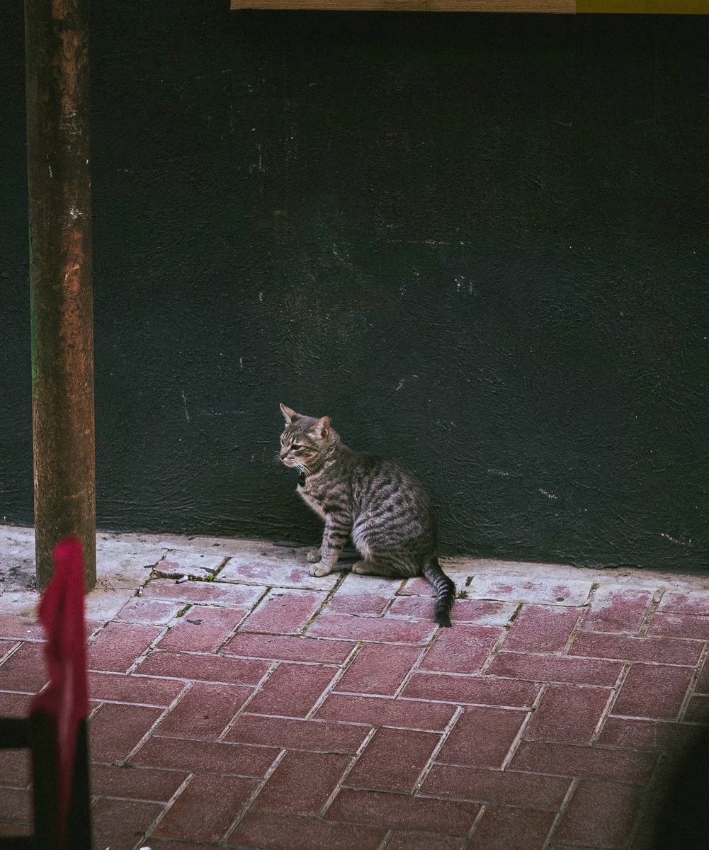 homeisjungkook's tweet photo. jungkooks beautiful photography of cats and nature…I’m in awe 😭❤️‍🩹 https://t.co/EH9CXQ4z2F